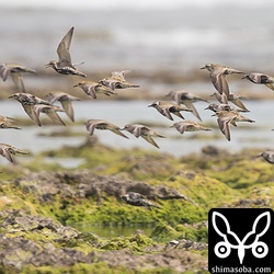 ハヤブサの飛来で一斉に飛び立ったムナグロの大きな群れ。