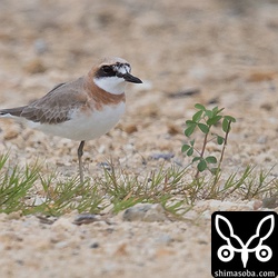 オオメダイチドリ夏羽。