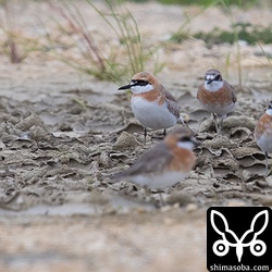 オオメダイチドリとメダイチドリ。