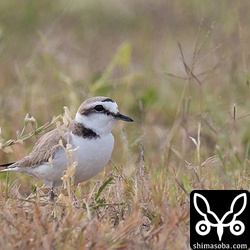 こちらが父親。