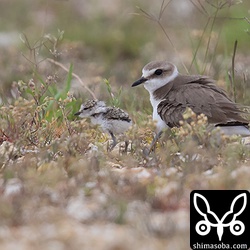 安全を確認し、親鳥の腹の下から出てくるシロチドリのヒナ。