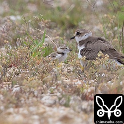 シロチドリの母親とヒナ。