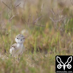 シロチドリのヒナ。すでに自分で餌探しをします。