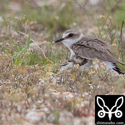 ジェット機に驚いて母親の腹に潜り込むシロチドリのヒナたち。