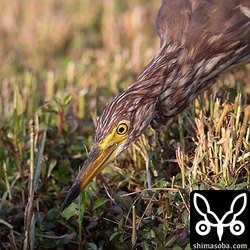 水面に狙いを定めて。