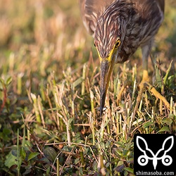 捕まえたのは、グッピーでした。アカガシラサギは、牧草地や田んぼで見ることが多く、魚を捕まえている場面には初めて遭遇しました。