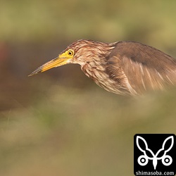 夕日に照らされるアカガシラサギ。