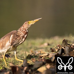 上を向いて何かを狙っているアカガシラサギ。