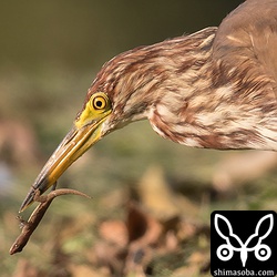 なんと捕まえたのは、木の上にいたヤモリでした。ヤモリも日中、日光浴をするので、そこを狙われたのだろうか。