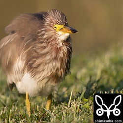 夏羽にやっと変わりだしたようで、ところどころ羽毛が抜け替わっていた。完全夏羽のアカガシラサギになるまで滞在してくれたらいいな。