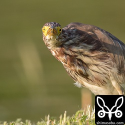 こちらを凝視するアカガシラサギ。この後、こちらへ近づいて来ました。こんなに警戒心の薄い個体も珍しい。