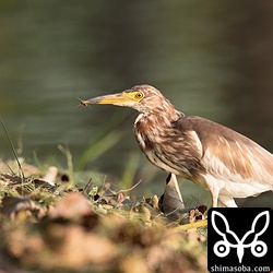水際でよく見るクモを捕まえた。
