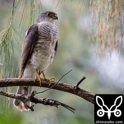 ツミの若いオス 。昨年生まれと思われる。 `オスの成鳥は、この個体のように、さらに鮮やかな青灰色 <https://shimasoba.com/blog/843/>`_ です。