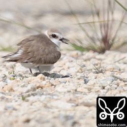 親鳥もこの暑さは応えるらしく、嘴を開いていた。腹の下に卵が三つ見える。