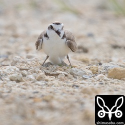 立夏にふさわしい暑さに見舞われたシロチドリ。卵に日陰をつくっていた。