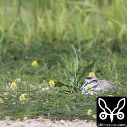 まだ孵化していない巣もあった。オスが温めている。