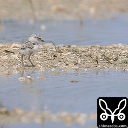 生後4日ほどのシロチドリのヒナ。