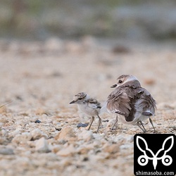 親鳥の翼の中に隠れていたヒナが出て来た。もう一羽は、まだ翼の下に隠れている。