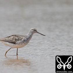 夏羽のアオアシシギ。