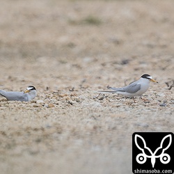 コアジサシのペアが巣を作っていた。