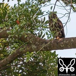 このペアは、警戒心が非常に強いので隠れながらこんな写真しか撮れません。^^; 隠れていても何となく私の気配を感じているようで目をまん丸に見開いて警戒しています。このような目つきの時は、驚いていたり、警戒していたりです。上の2枚の写真のアオバズクのように睨みつけるような目つきの時は、それほど警戒していないことが多いようです。あまりにも警戒されるので、昨年は2回ほど営巣状況を確認しに行っただけ。今年もヒナが巣立つ寸前ぐらいにもう一度見に行く程度になると思う。