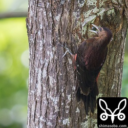 メスは種類不明の木の実を持ってきた。