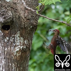ノグチゲラのオスは木の上で虫や果実をとるだけでなく、地面でも獲物を探します。ゴキブリは数分間隔で捕まえてきていたので、近くにお気に入りのゴキブリポイントがあるようだ。