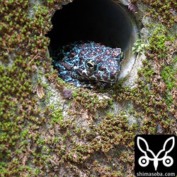 帰り道、水抜きパイプからイシカワガエルの青色タイプがこちらを見ていた。^^