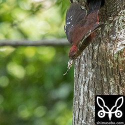 ヒナのフンをくわえて巣から出てきたオス。