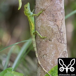 近くでは、キノボリトカゲが日光浴していた。八重山のキノボリトカゲに比べると随分と鮮やかな緑だ。