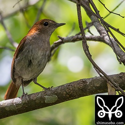 ホントウアカヒゲのメス。
