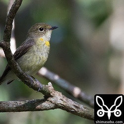 リュウキュウキビタキのメス。たまにさえずっていた。