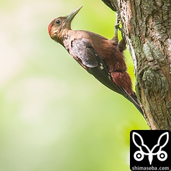 ノグチゲラのオス。