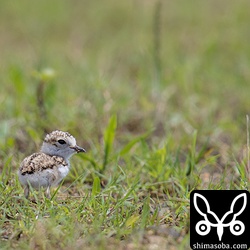 草の中にも数羽のヒナがいるようだ。