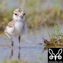 水たまりの近くには、餌となる小さな虫などが多く潜んでいるようで3羽のヒナが集まっていた。