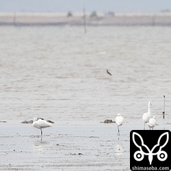 クロツラヘラサギも5羽いた。