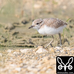 こちらもシロチドリのヒナ。孵化後、2週間程度たっていると思われるが危険が迫るとまだ親鳥の腹の下に潜ろうとする。