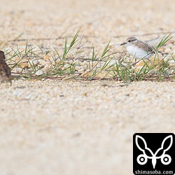 左がスズメ、右がシロチドリのヒナ。