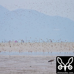 上の方はハマシギ、下の方はダイゼン。
