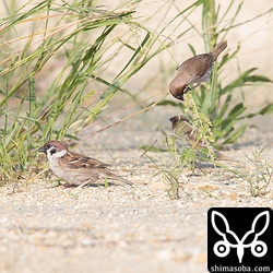 スズメとシマキンパラは、草の実を食っていた。お互いは干渉しないようだ。