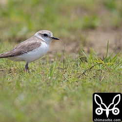 こちらはシロチドリのメス。
