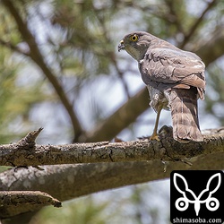 オスから受け取った獲物をなかなか食わない。もったいぶっているのか腹が減っていないのか…。