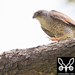 ツミのオス。ここのペアは、人間を全く恐れないので観察がしやすい。