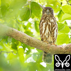 アオバズクのメスは抱卵中、オスは営巣木の近くで見張り番です。