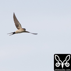 コシアカツバメは数羽の群れ。