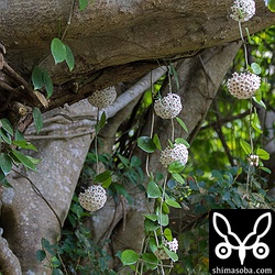 3株から10輪のサクラランが満開していました。