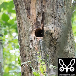 アカショウビンの巣。アカショウビンの姿は、2カ所で3回見たのですが、撮影はできなかった。