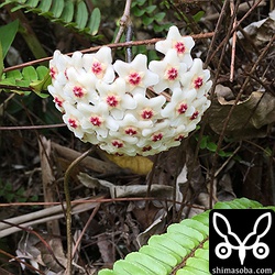 サクラランは、変わった咲き方をしますね。