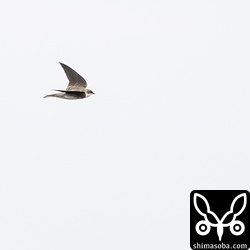 ショウドウツバメも数羽の群れ。