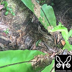 アカショウビンの営巣木の根元に落ちていた木屑。